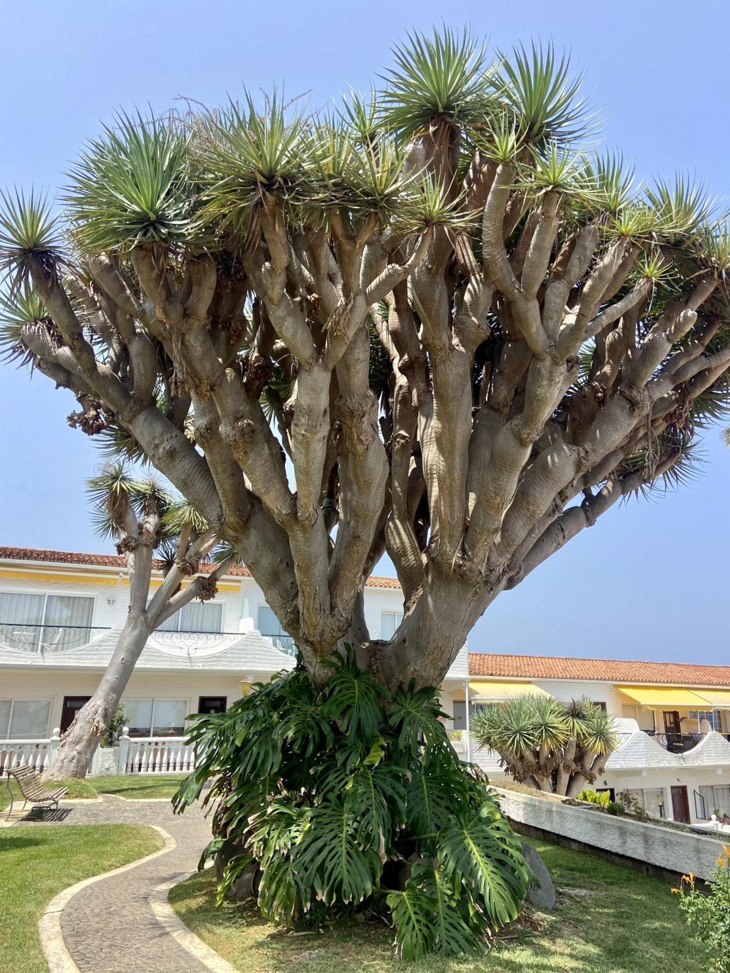 Apartamento Guanche Bay Santa Cruz de Tenerife Exterior foto